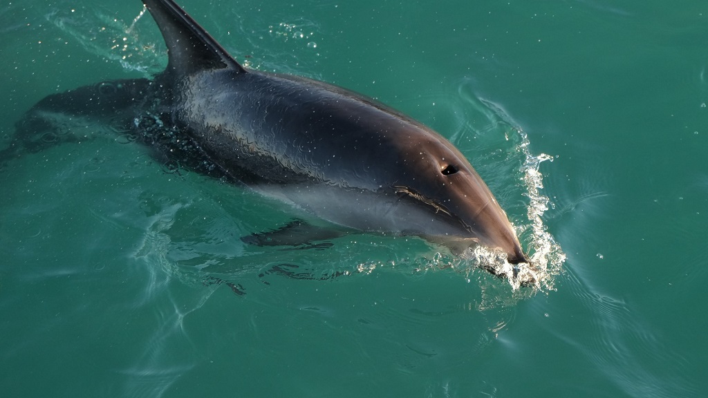 Split Charter Dolphin and Snorkeling 2 Hours Up to 6 People