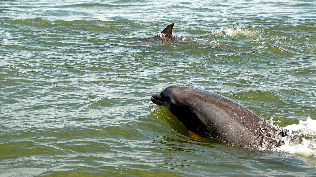 2 Hours Private Dolphin and Snorkeling Tours up to 6 People