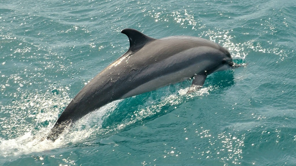 Split Charters Dolphin and Snorkeling 2 Hours Up to 13 People