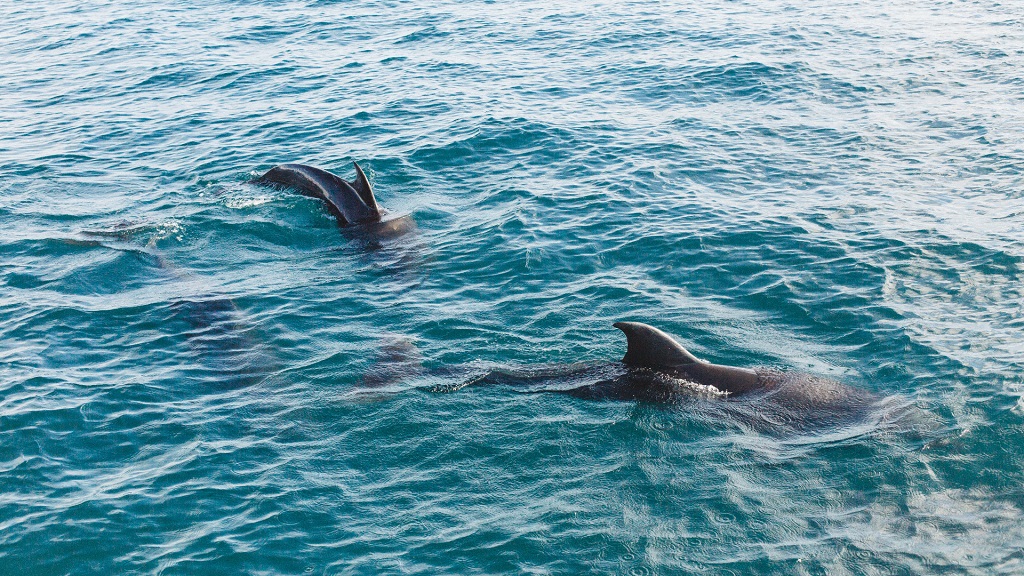 2 Hours Private Dolphin and Snorkeling Tour Up To - 13 People