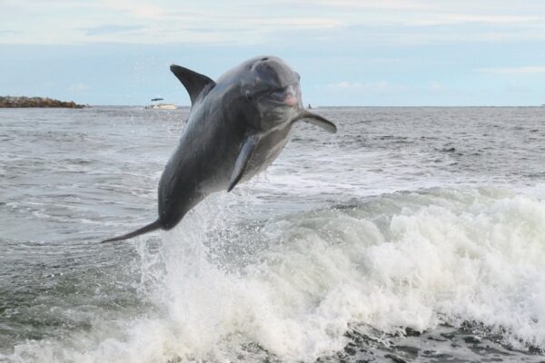 Rosemary Beach Dolphin Tours