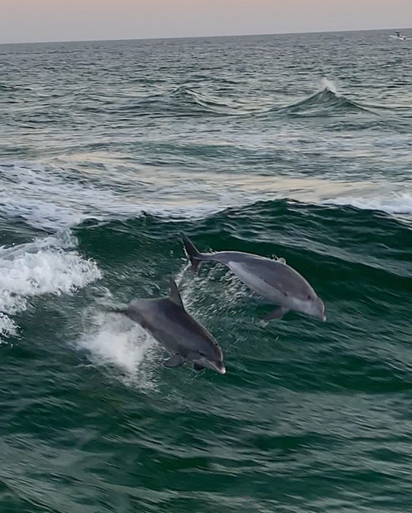 Upper Grand Lagoon Dolphin Tours