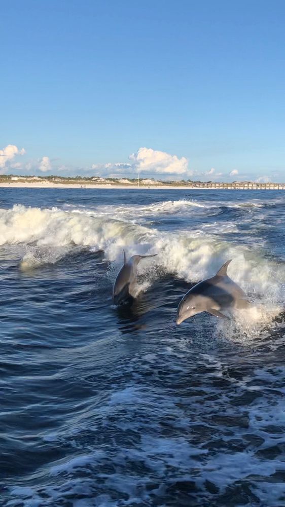 Seacrest Dolphin Tours