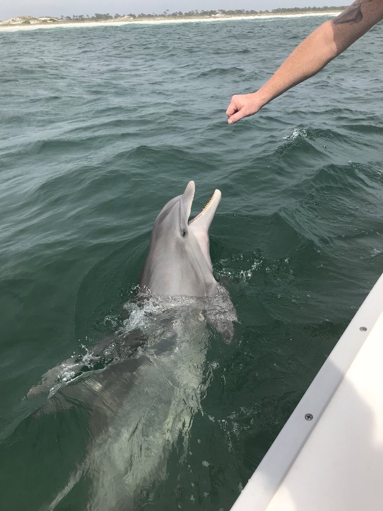 Dolphin Boat Ramp Dolphin Tours