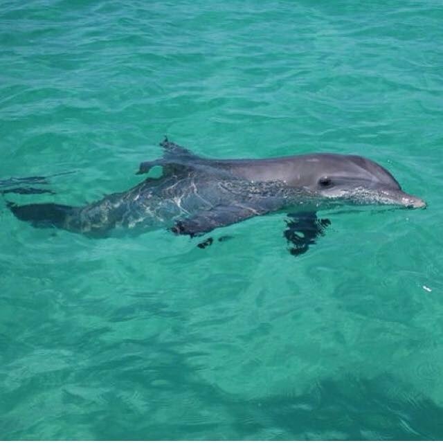 The Shrimp Boat Dolphin Tours