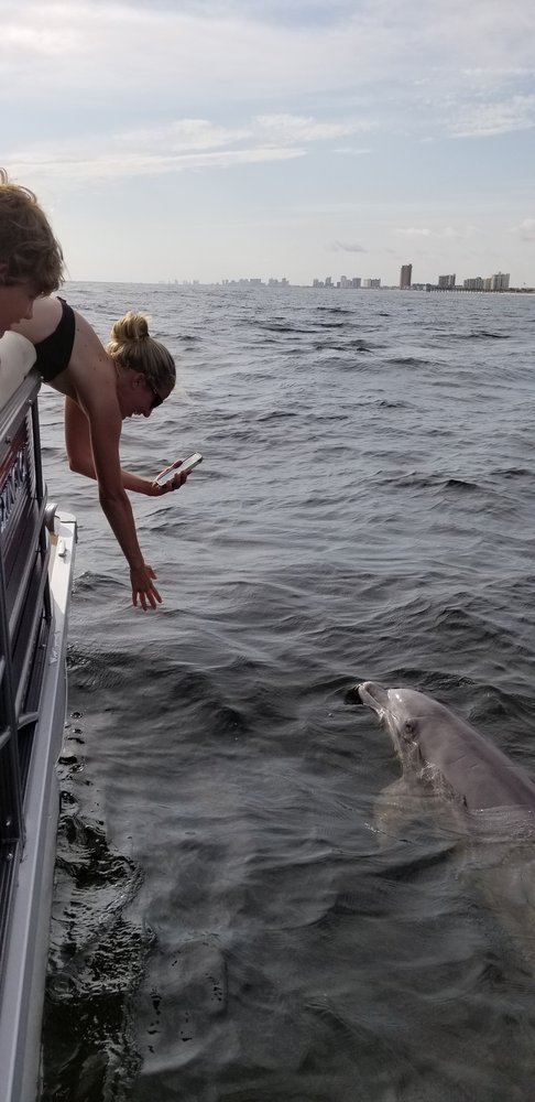 Shell Island Dolphin Tours