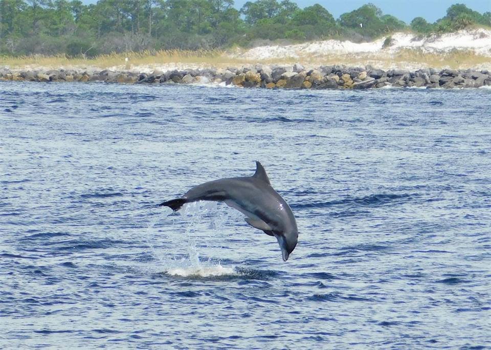 Venture Out Dolphin Tours