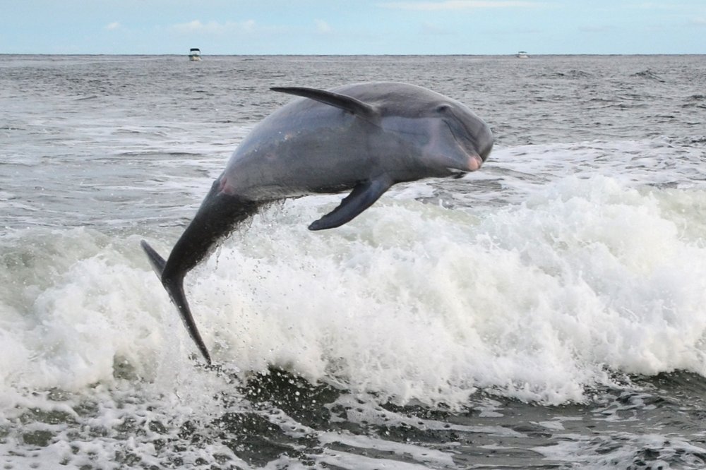 Carl Grey Park Dolphin Tours