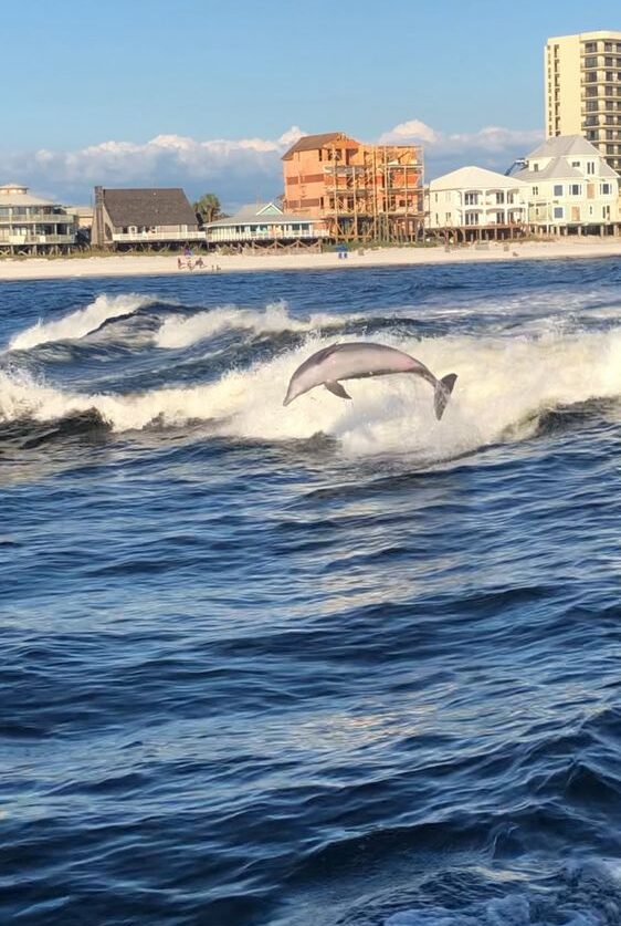 Bristol Harbor Marina Dolphin Tours