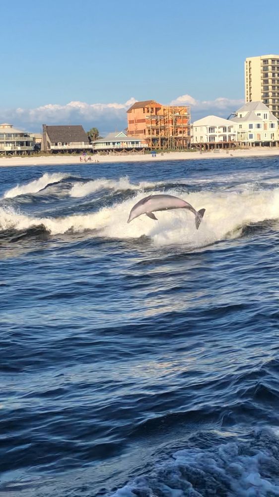 St Andrews State Park Dolphin Tours