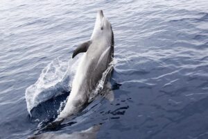 Private Dolphin and Snorkeling Tours