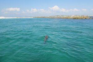 Private Dolphin and Snorkeling Tours