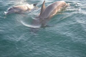 Private Dolphin and Snorkeling Tours