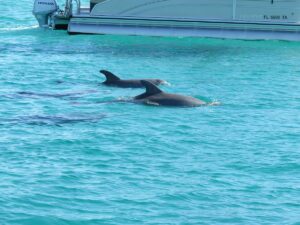 Split Charter Dolphin and Snorkeling Tours