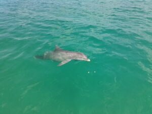 Split Charter Dolphin and Snorkeling Tours