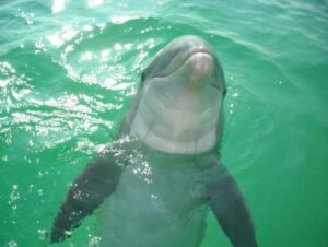 Private Dolphin and Snorkeling Tours