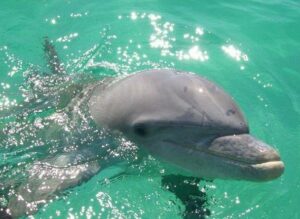 Private Dolphin and Snorkeling Tours