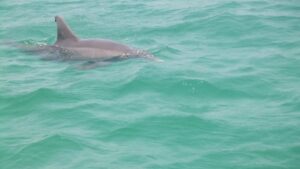 Private Dolphin and Snorkeling Tours